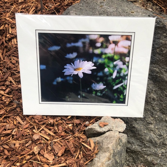 Other - Photographic Art Daisy